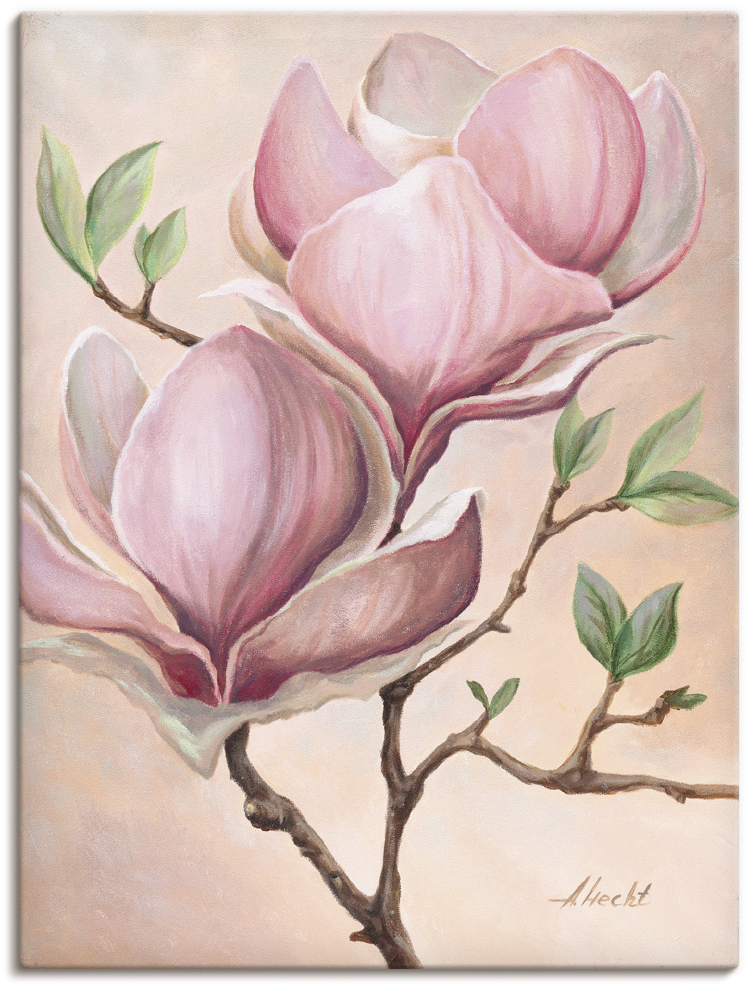 Artland Wandbild "Magnolienblüten", Blumen, (1 St.), als Leinwandbild, Poster in verschied. Größen von Artland