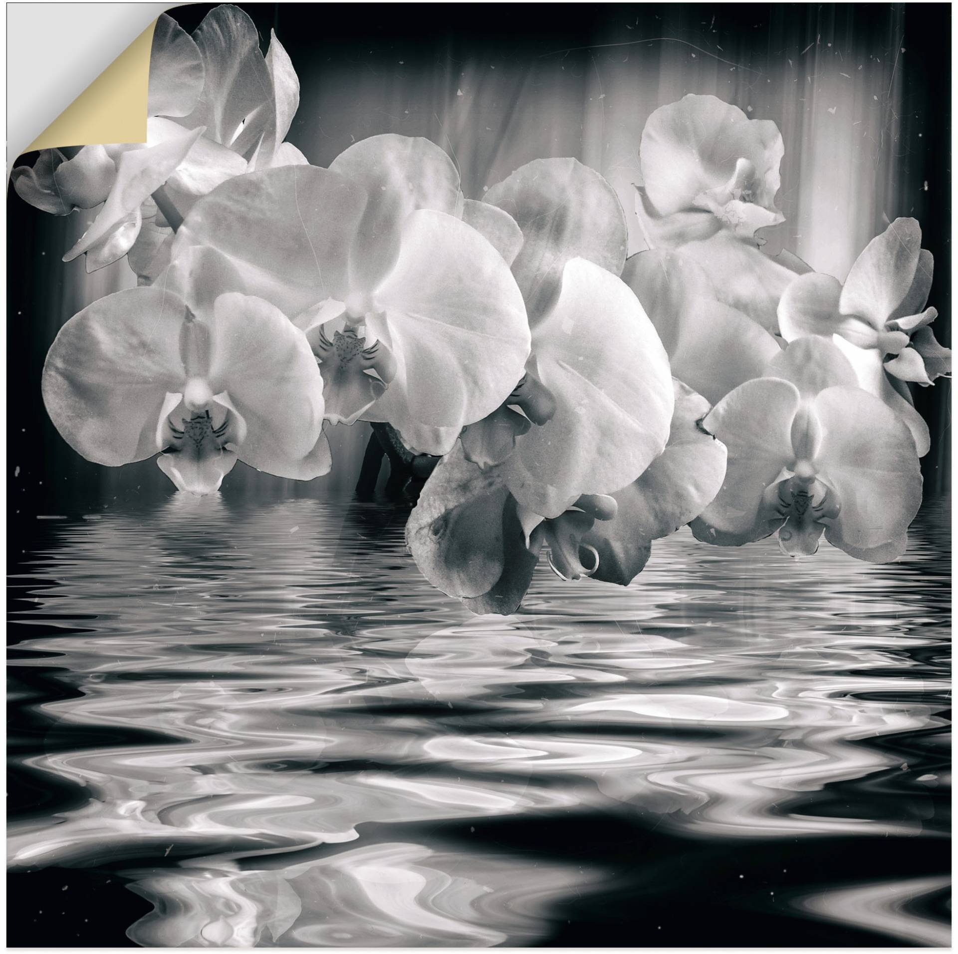 Artland Wandbild "Orchideen - monochrom", Spa Bilder, (1 St.) von Artland