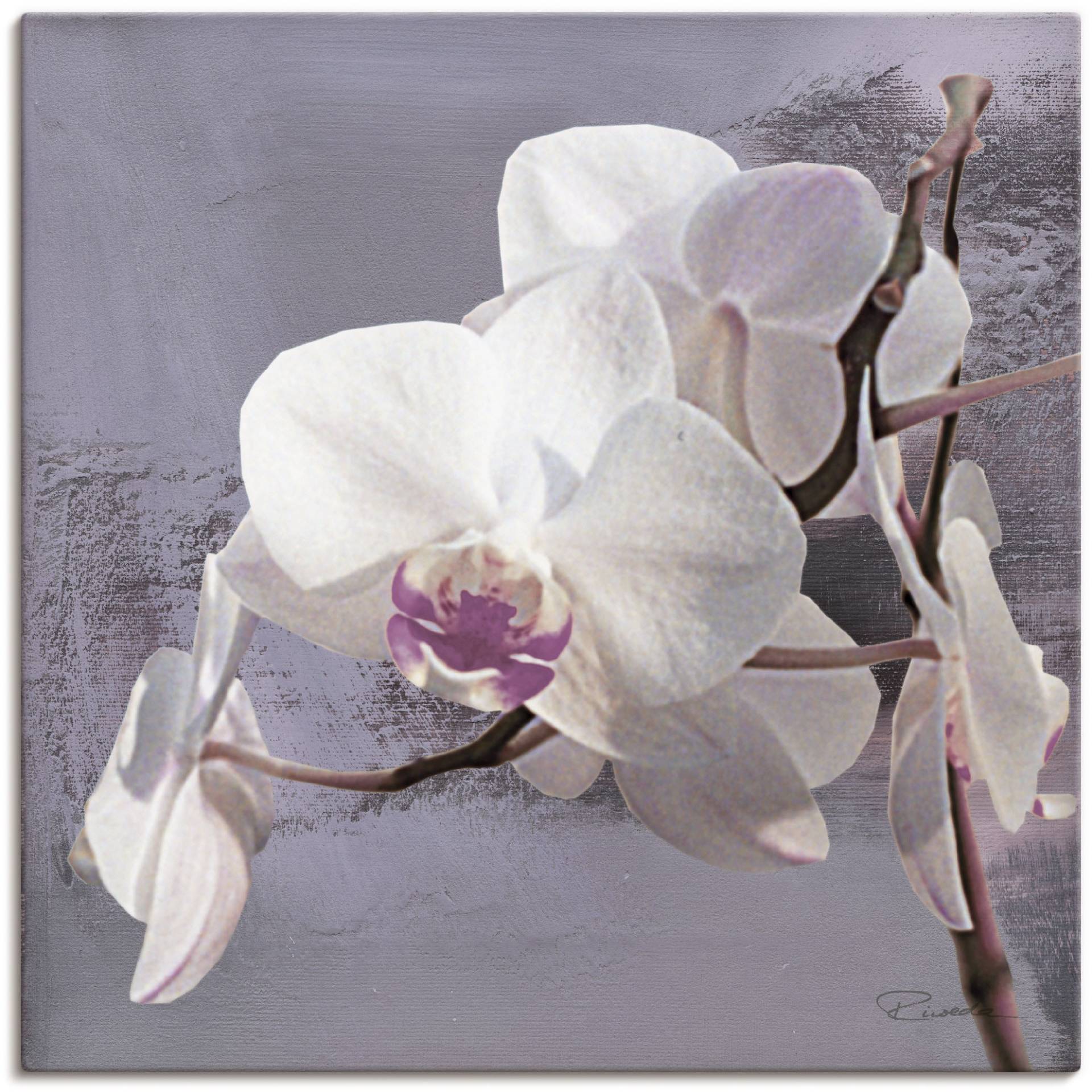 Artland Wandbild "Orchideen vor Violett I", Blumen, (1 St.), als Alubild, Outdoorbild, Leinwandbild, Poster, Wandaufkleber von Artland