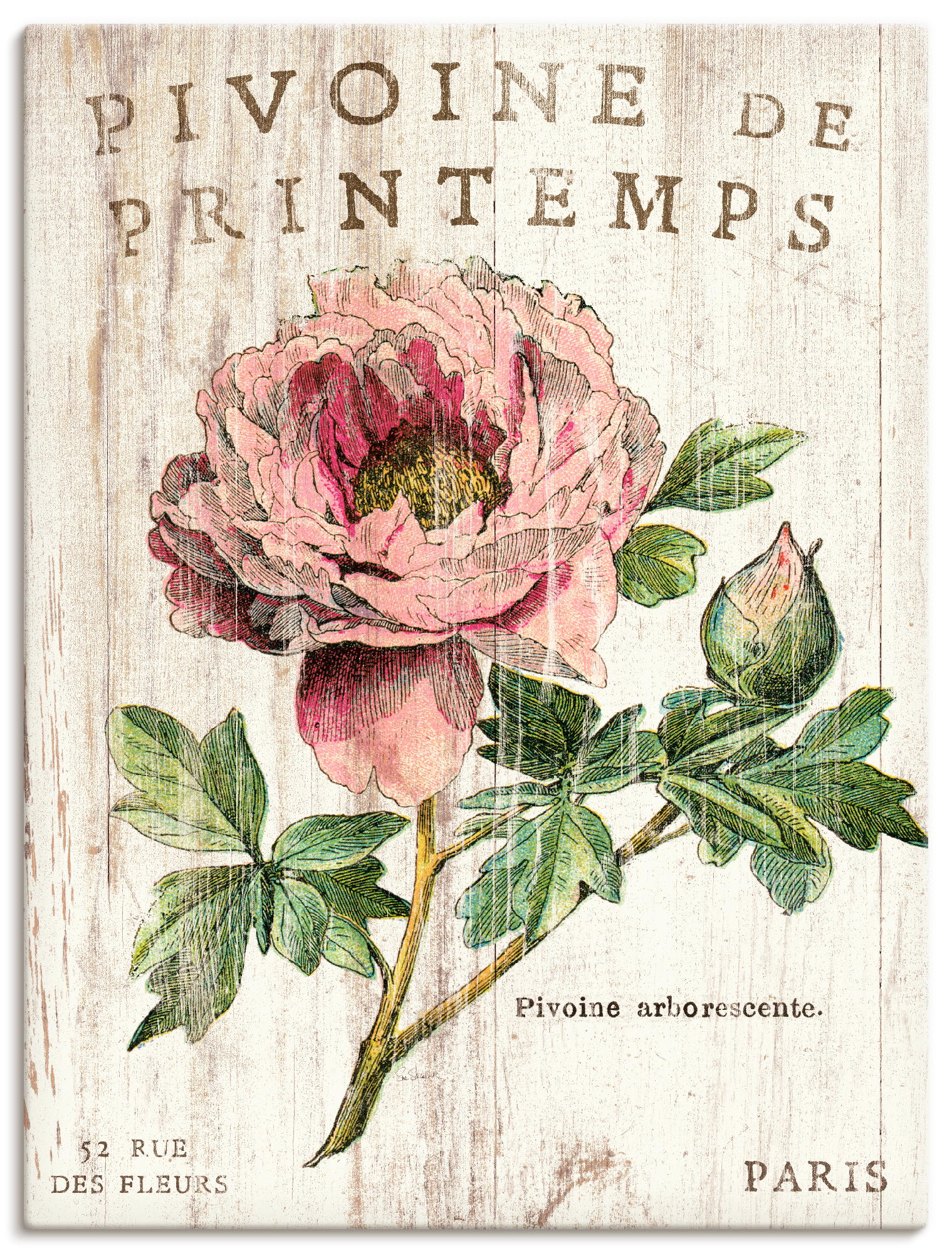 Artland Wandbild "Pfingstrose", Blumen, (1 St.), als Leinwandbild, Poster, Wandaufkleber in verschied. Größen von Artland