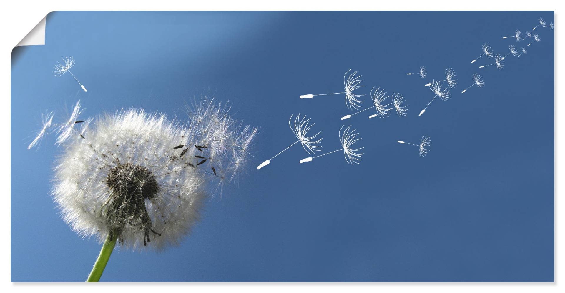 Artland Wandbild "Pusteblume", Blumen, (1 St.), als Alubild, Outdoorbild, Leinwandbild, Poster in verschied. Größen von Artland