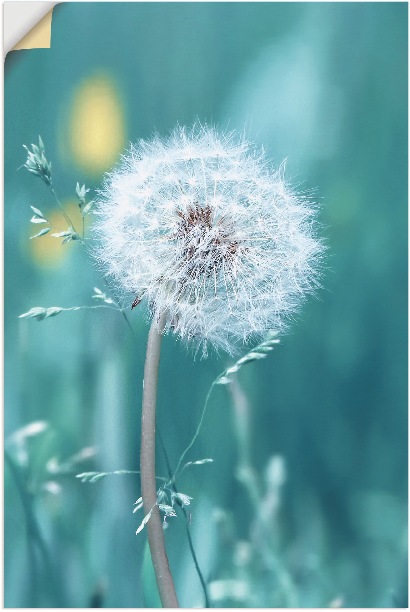 Artland Wandbild "Pusteblume", Blumen, (1 St.), als Leinwandbild, Poster, Wandaufkleber in verschied. Größen von Artland