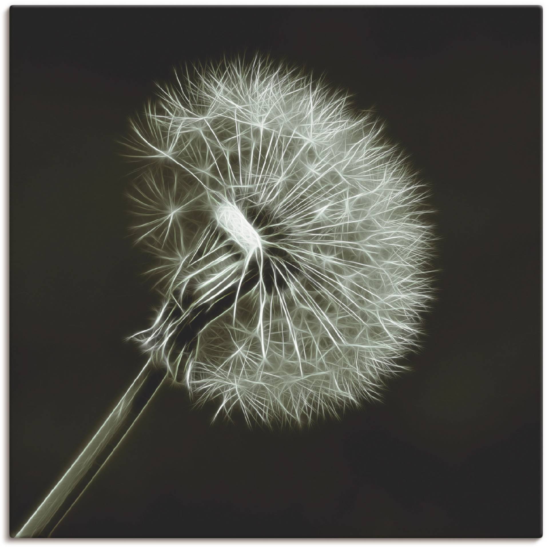 Artland Wandbild "Pusteblume", Blumen, (1 St.), als Leinwandbild, Poster in verschied. Größen von Artland