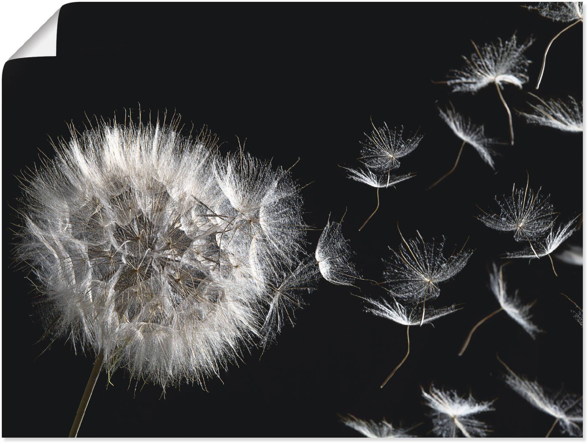 Artland Wandbild "Pusteblume", Blumenbilder, (1 St.), als Alubild, Outdoorbild, Leinwandbild, Poster, Wandaufkleber von Artland