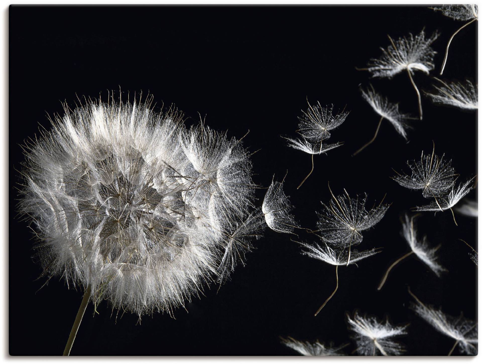 Artland Wandbild "Pusteblume", Blumenbilder, (1 St.), als Alubild, Outdoorbild, Leinwandbild, Poster, Wandaufkleber von Artland