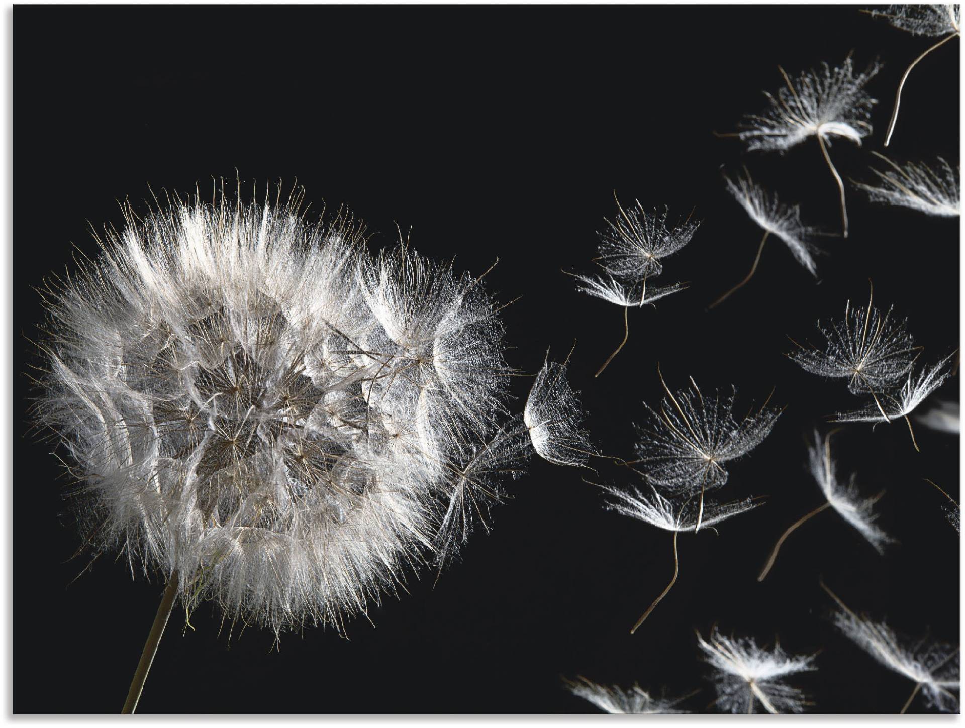 Artland Wandbild "Pusteblume", Blumenbilder, (1 St.), als Alubild, Outdoorbild, Leinwandbild, Poster, Wandaufkleber von Artland