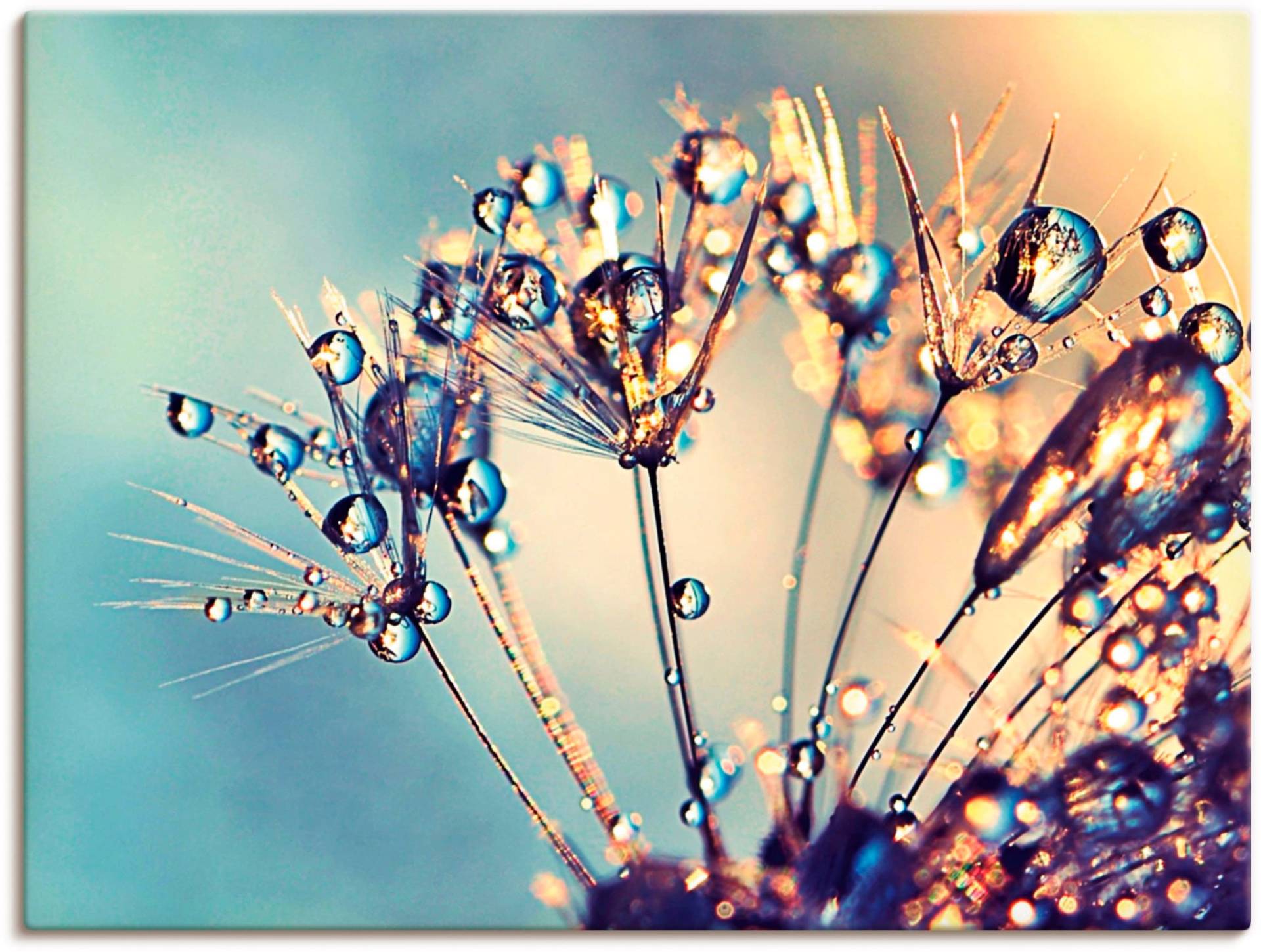 Artland Wandbild "Pusteblume Glitzertau" Blumen 1 Stk. tlg. als Leinwandbild, Poster in verschied. Größen von Artland