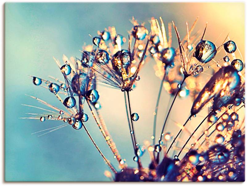 Artland Wandbild "Pusteblume Glitzertau" Blumen 1 Stk. tlg. als Leinwandbild, Poster in verschied. Größen von Artland