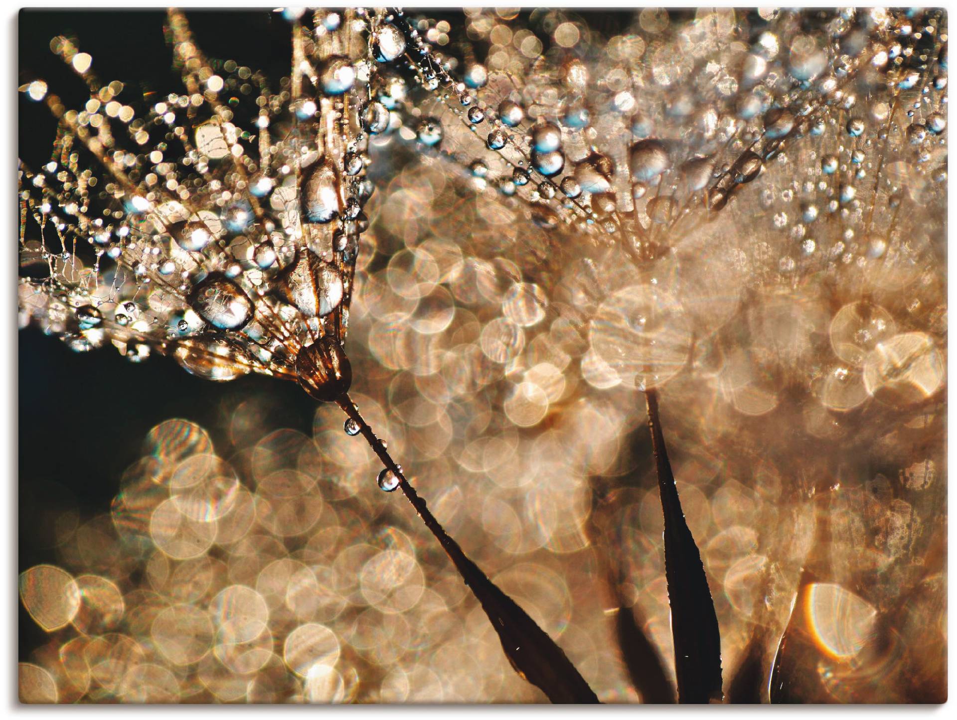 Artland Wandbild "Pusteblume Goldschimmer" Blumen 1 Stk. tlg. als Alubild, Outdoorbild, Leinwandbild, Poster, Wandaufkleber von Artland