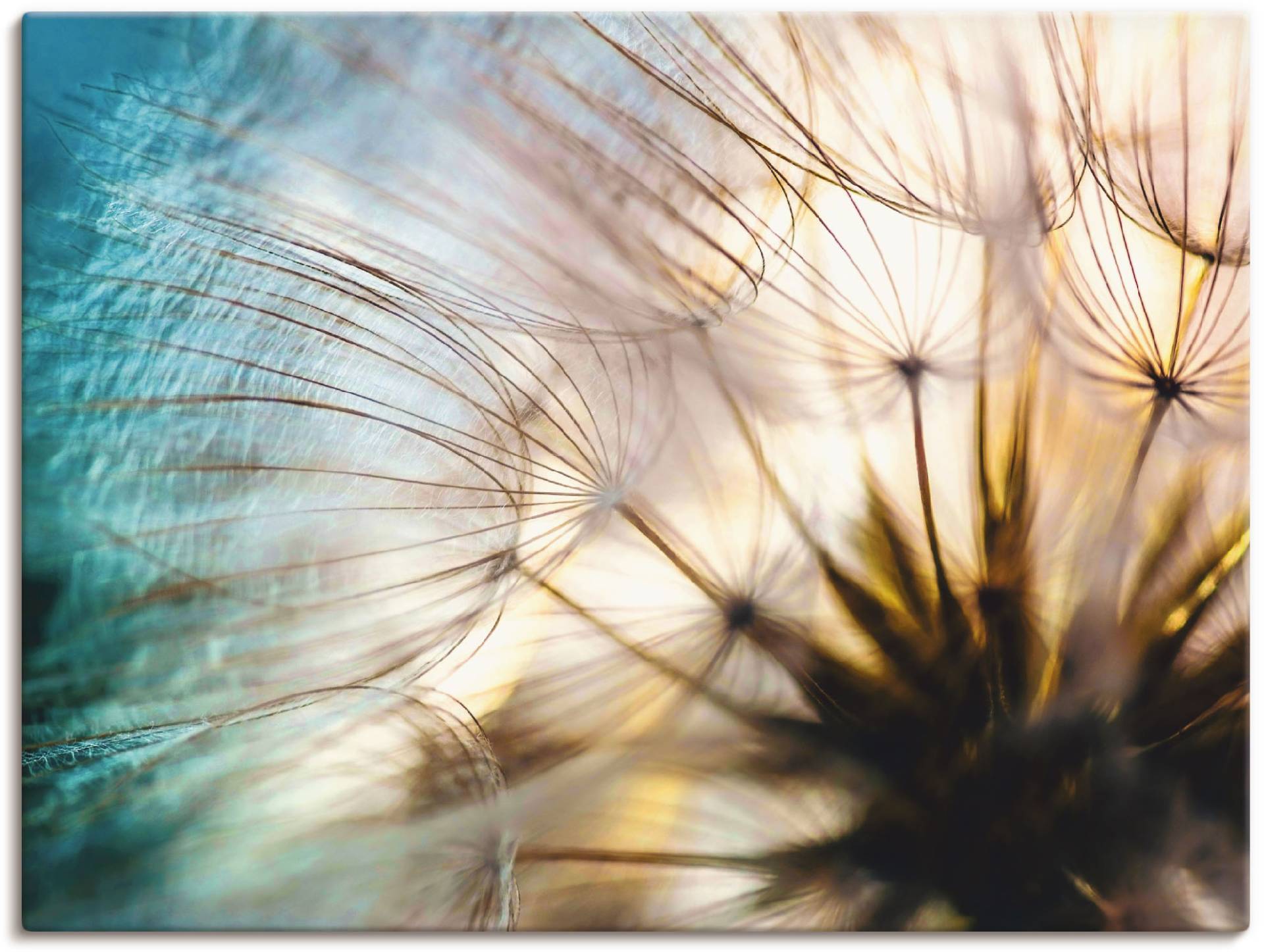 Artland Wandbild "Pusteblume Makro abstrakt" 1 Stk. tlg. als Alubild, Outdoorbild, Leinwandbild, Poster, Wandaufkleber von Artland