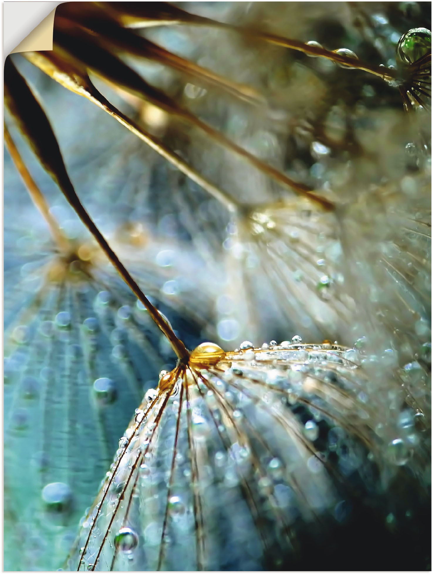 Artland Wandbild "Pusteblume Mystische Schönheit", Blumen, (1 St.), als Alubild, Outdoorbild, Leinwandbild, Poster, Wandaufkleber von Artland