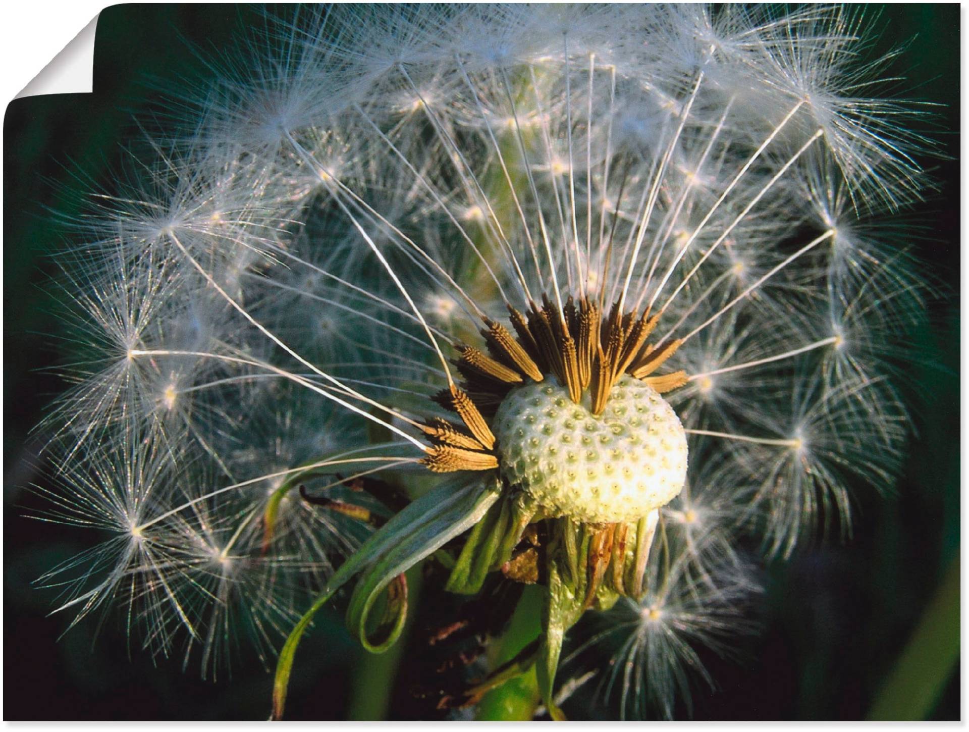 Artland Poster "Pusteblume", Blumen, (1 St.) von Artland