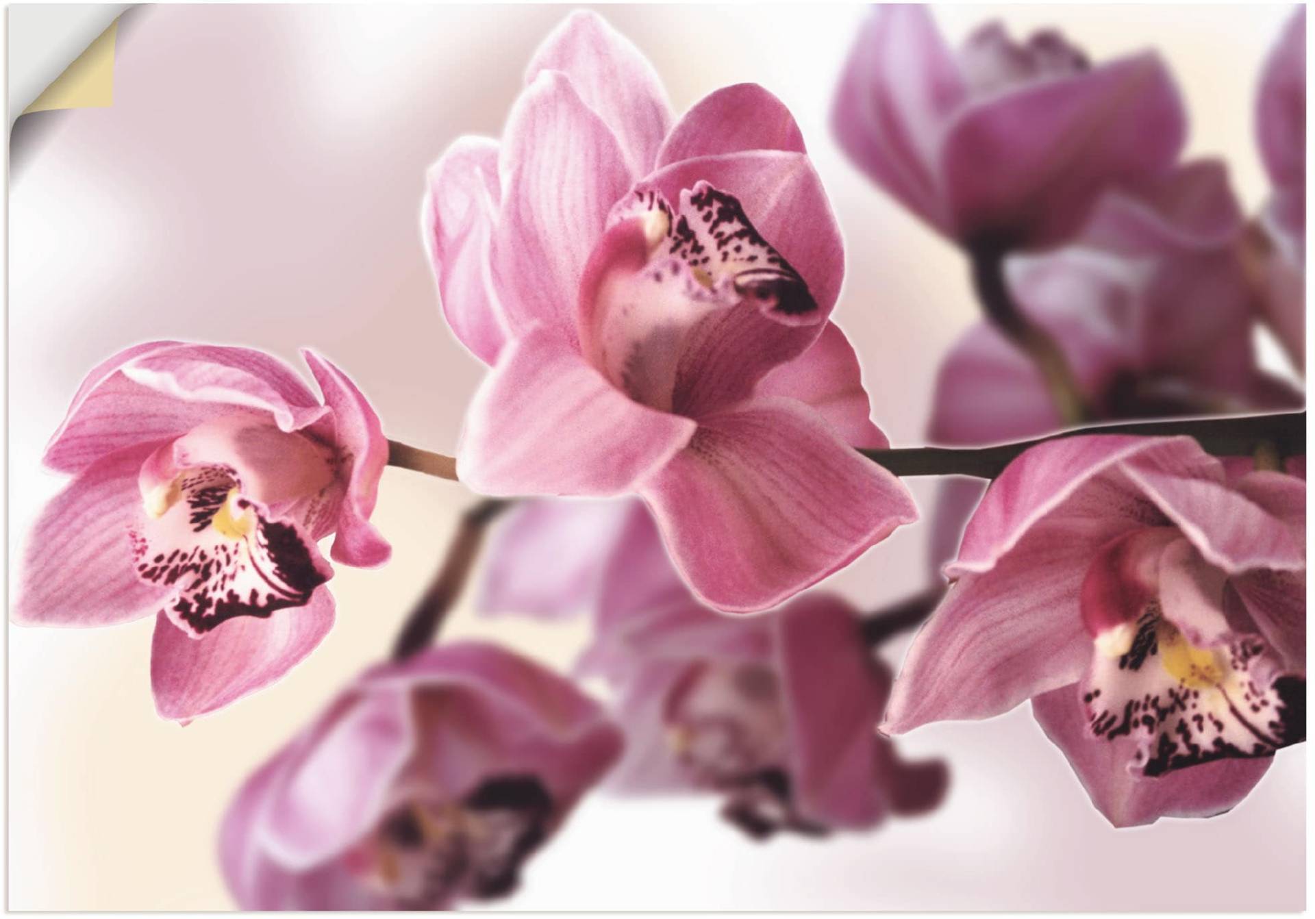 Artland Wandbild "Rosa Orchidee", Blumenbilder, (1 St.), als Alubild, Outdoorbild, Leinwandbild, Poster, Wandaufkleber von Artland