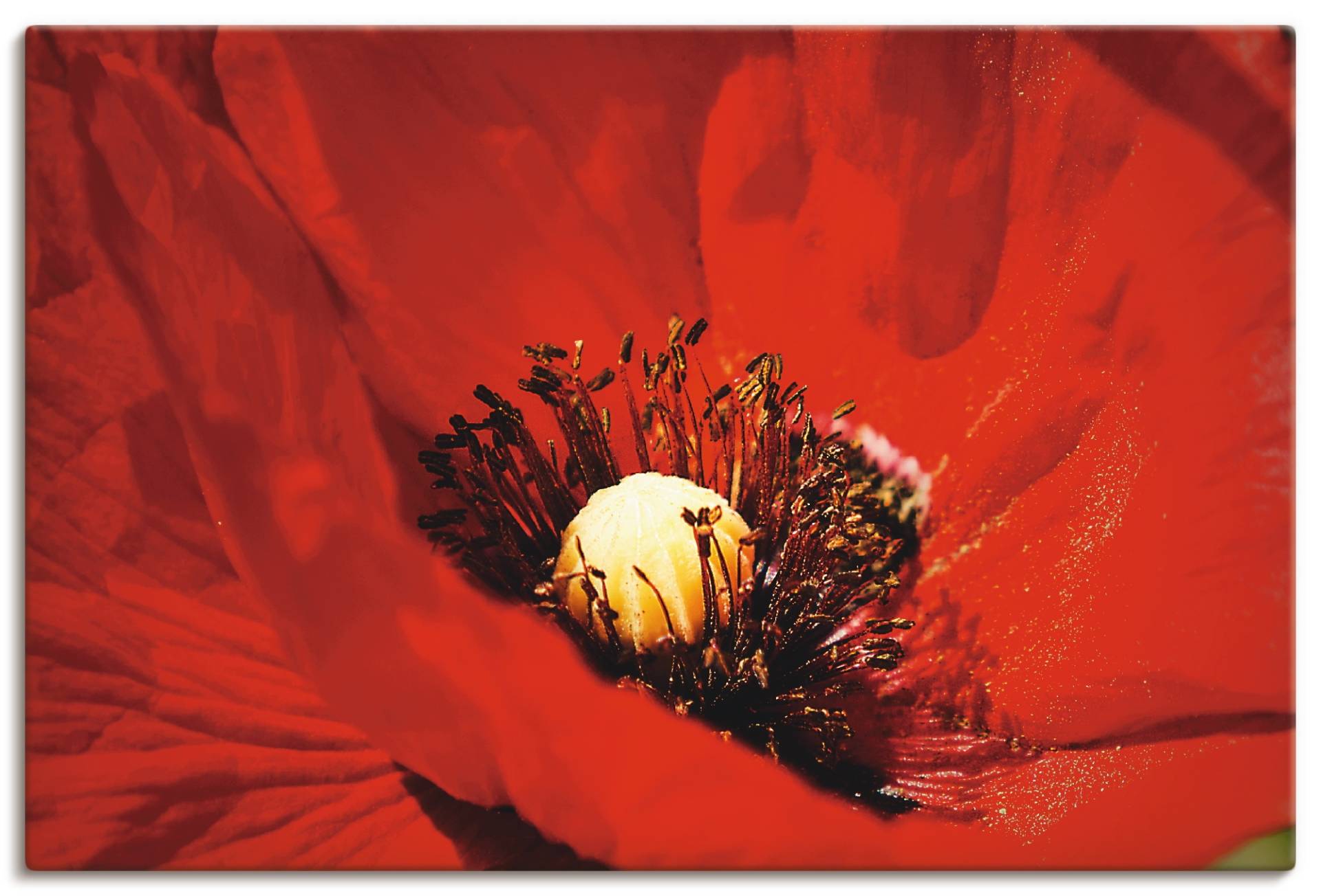 Artland Wandbild "Roter Mohn", Blumen, (1 St.), als Alubild, Leinwandbild, Wandaufkleber oder Poster in versch. Größen von Artland