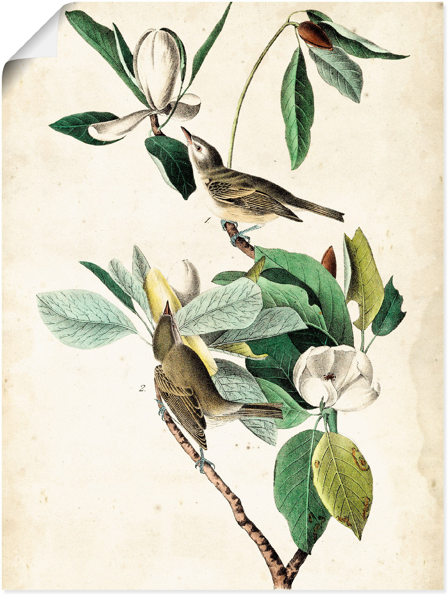 Artland Poster "Sängervireo", Vögel, (1 St.) von Artland