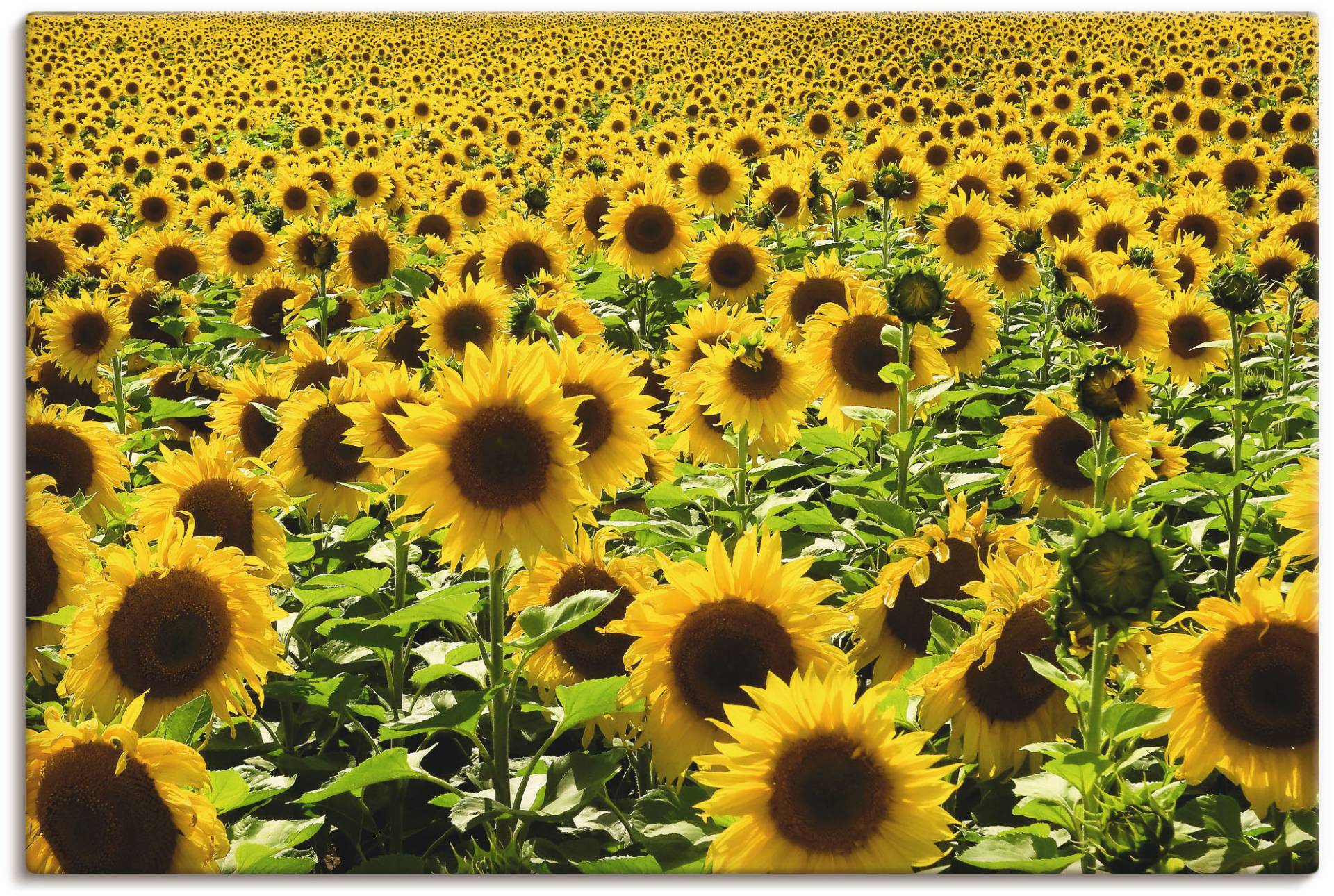 Artland Wandbild "Sonnenblumenfeld", Blumen, (1 St.), als Alubild, Outdoorbild, Leinwandbild, Poster in verschied. Größen von Artland