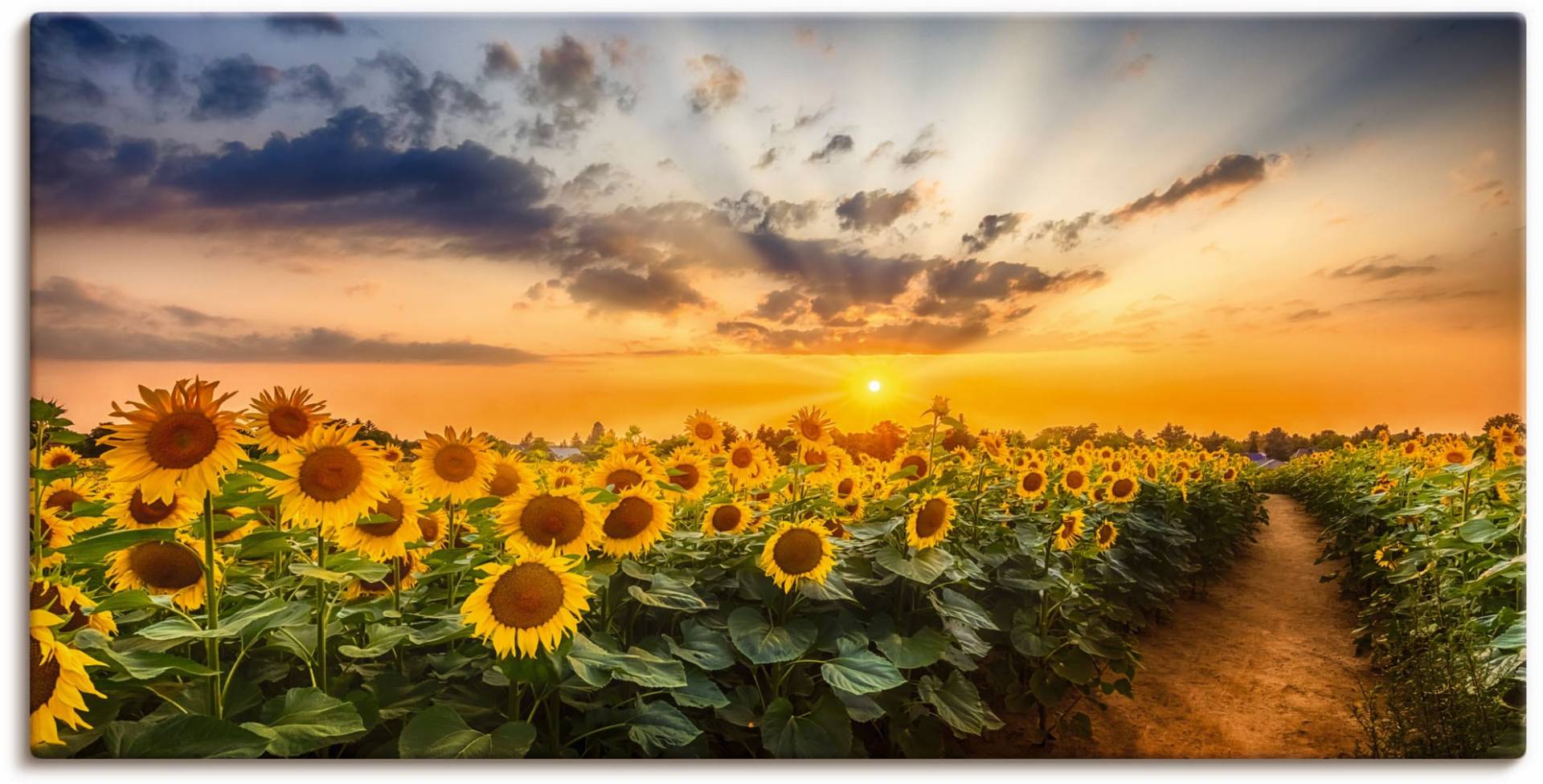 Artland Wandbild "Sonnenblumenfeld bei Sonnenuntergang", Blumenbilder, (1 St.), als Alubild, Outdoorbild, Leinwandbild, Poster in verschied. Größen von Artland