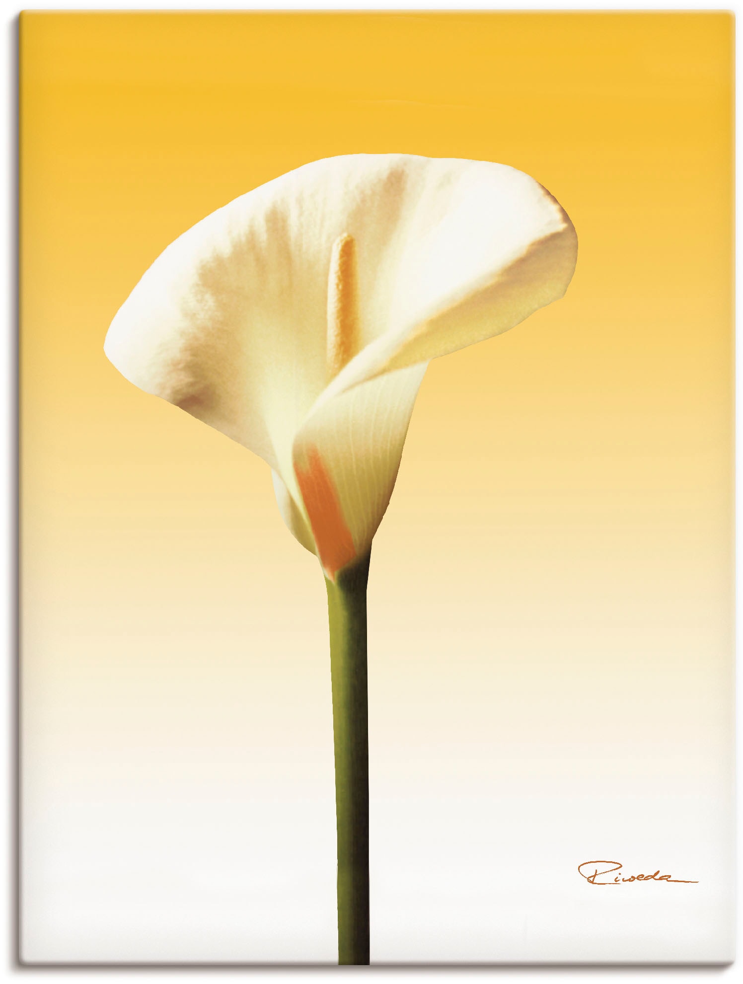 Artland Wandbild "Sonnenschein Calla II", Blumenbilder, (1 St.), als Leinwandbild, Poster in verschied. Größen von Artland