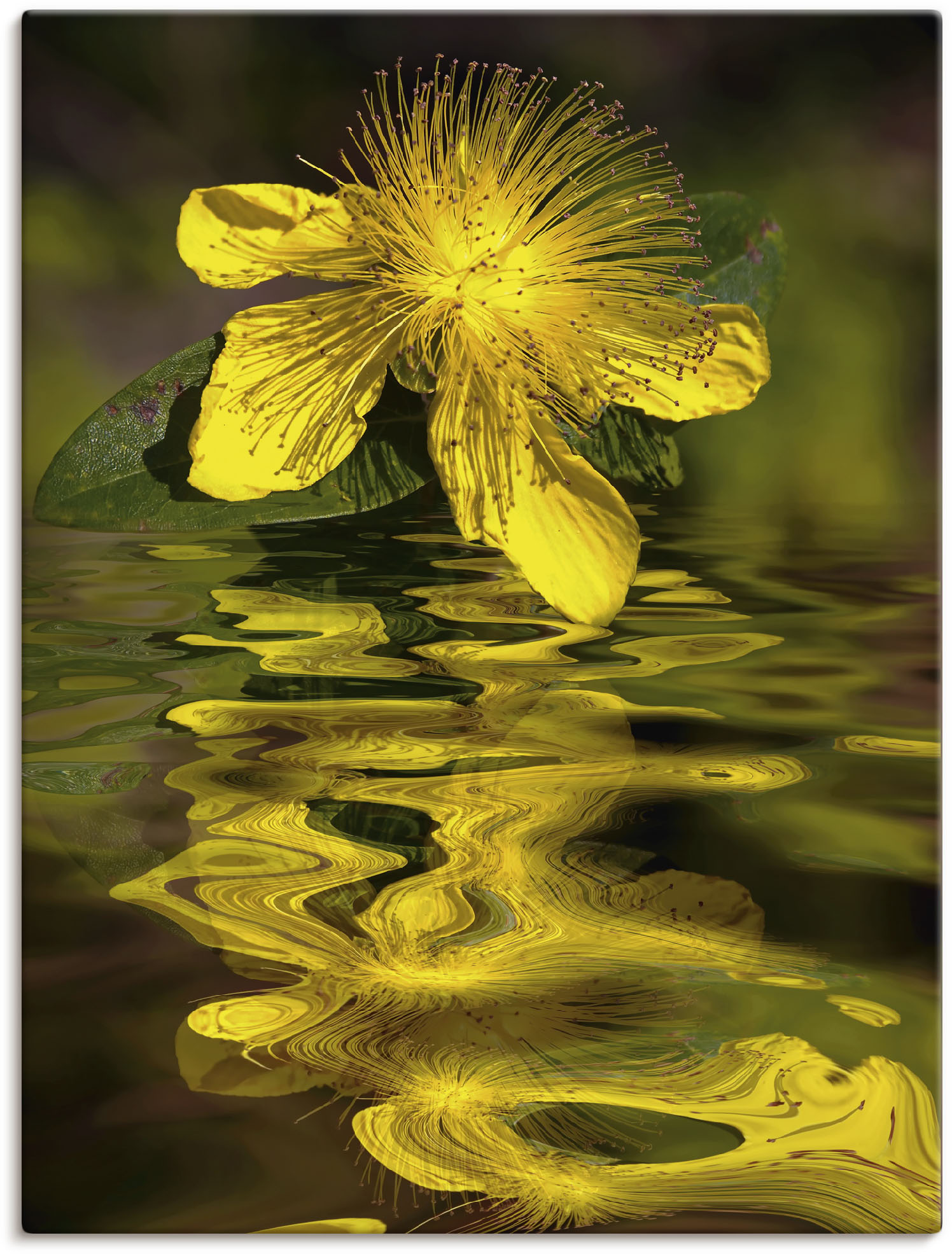 Artland Leinwandbild "Wasserblüte - Johanniskraut", Spa Bilder, (1 St.) von Artland