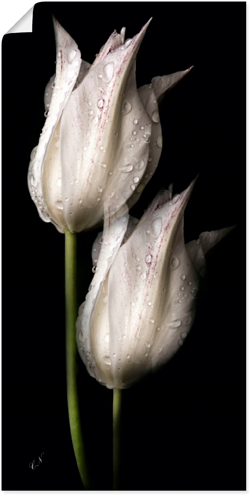 Artland Wandbild "Weiße Tulpen in der Nacht", Blumenbilder, (1 St.), als Alubild, Outdoorbild, Leinwandbild, Poster, Wandaufkleber von Artland