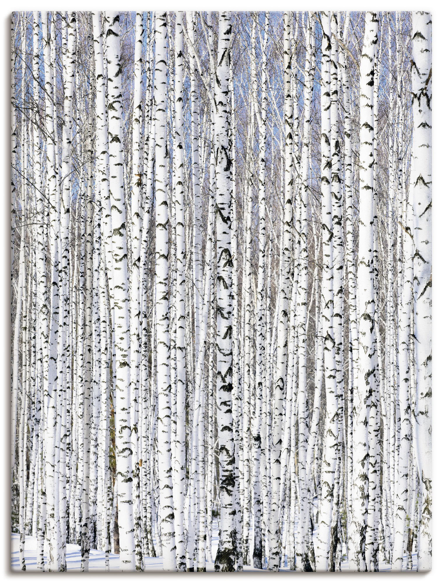 Artland Wandbild "Winterbirkenwald Wintergelassenheit", Bäume, (1 St.), als Leinwandbild, Poster in verschied. Größen von Artland