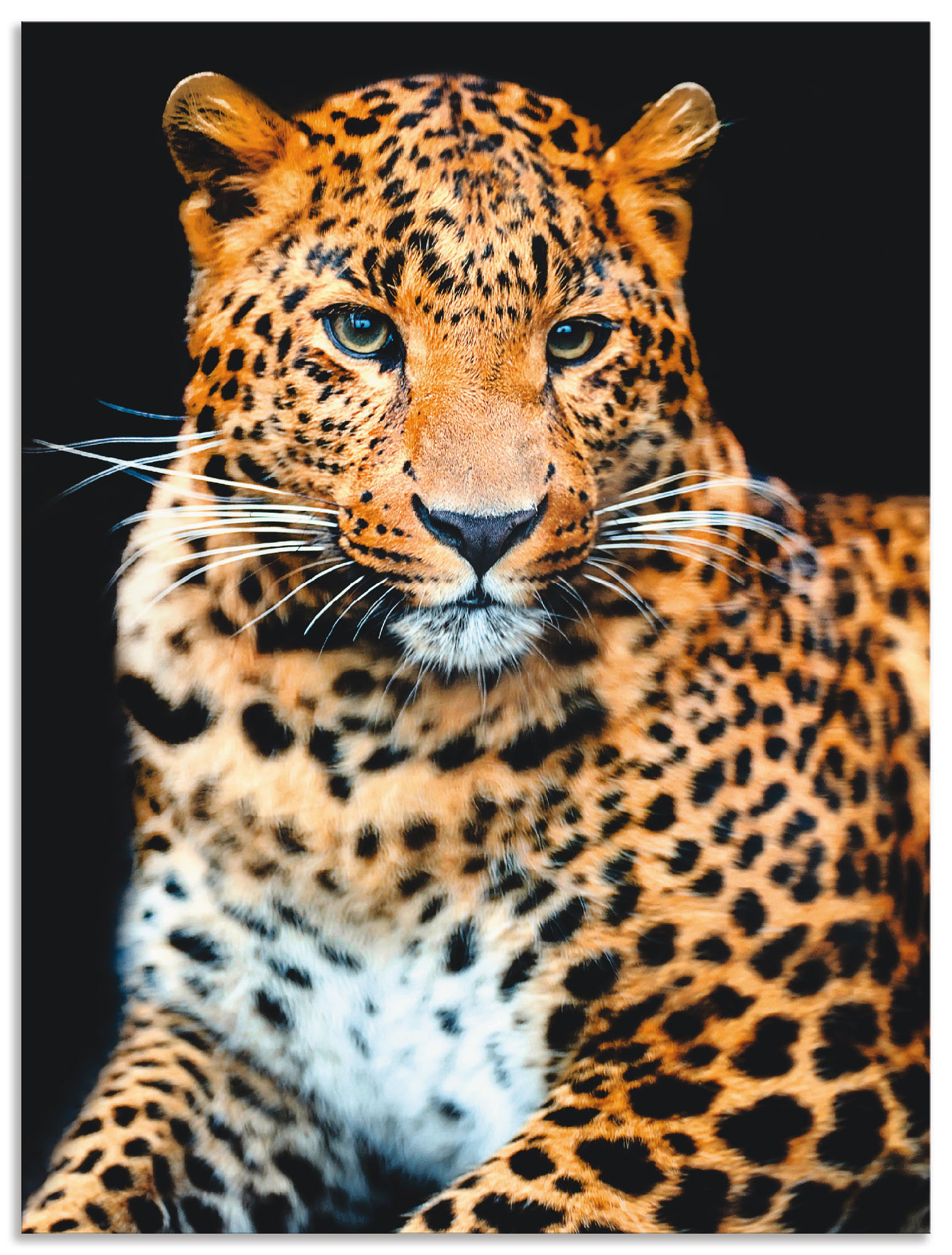 Artland Wandbild "Wütender wilder Leopard", Wildtiere, (1 St.), als Alubild, Outdoorbild, Leinwandbild, Poster, Wandaufkleber von Artland