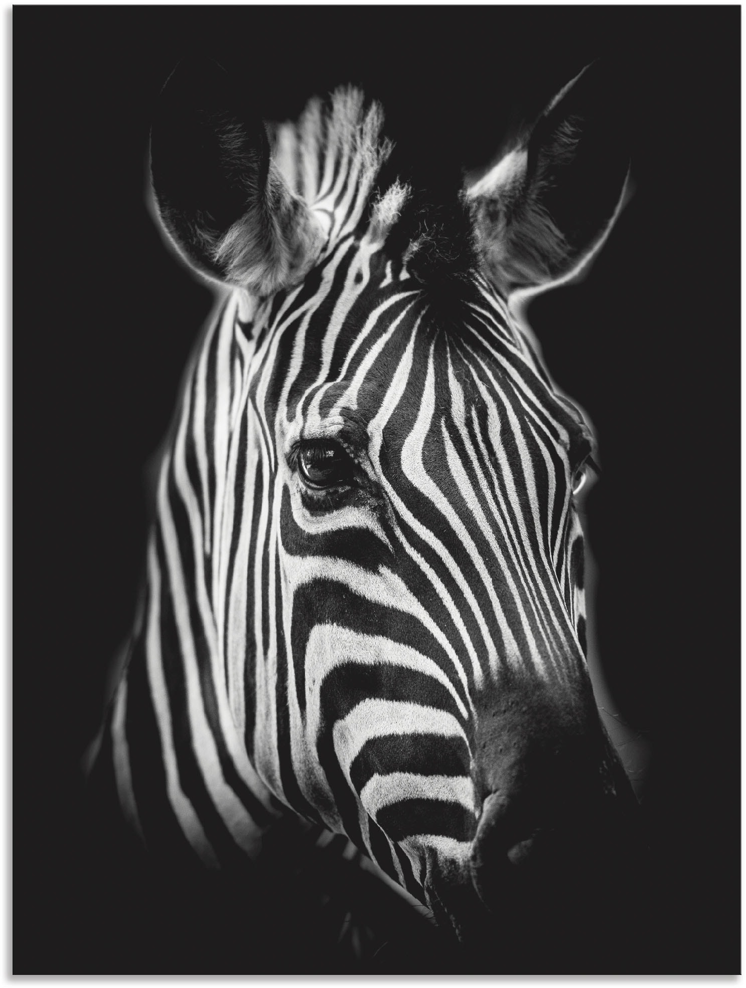 Artland Wandbild "Zebra", Zebra Bilder, (1 St.) von Artland