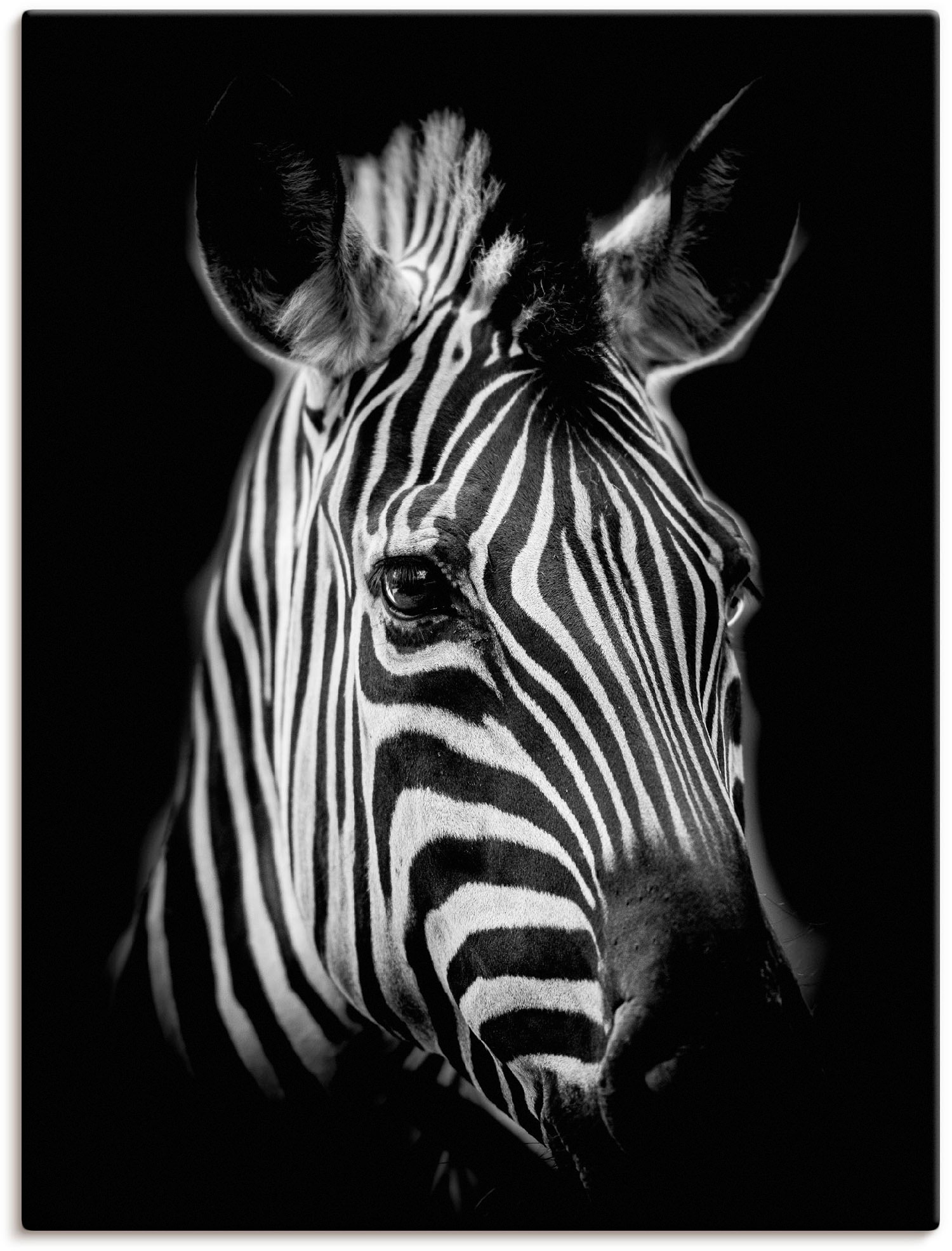 Artland Wandbild "Zebra", Zebra Bilder, (1 St.), als Alubild, Outdoorbild, Leinwandbild, Poster, Wandaufkleber von Artland