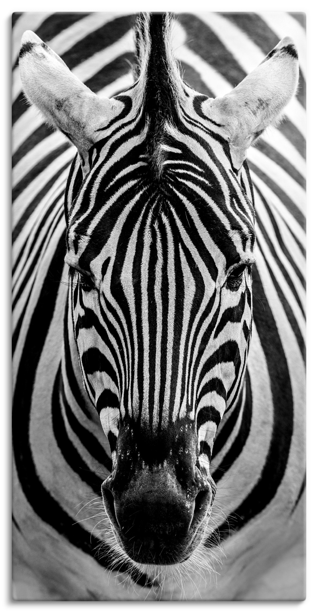 Artland Wandbild "Zebra", Wildtiere, (1 St.), als Leinwandbild, Poster, Wandaufkleber in verschied. Größen von Artland