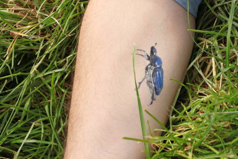 Blaue Hoplie Flüchtige Tattoo + Erläuternde Merkblatt/Sammlung Loire Blaue Hoplie Flüchtige Tattoo + Erläuternde Merkblatt/Sammlung Loire von AuroreLhiverNait
