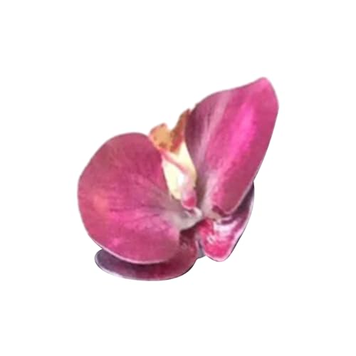 Orchideen-Haarspange, Blumen-Haarnadel, niedlicher Pony-Clip, Haarnadel, Blumenkopfschmuck für Frauen, Mädchen, Damen, Foto-Requisiten, Hochzeits-Haarspangen für Frauen von Awydky