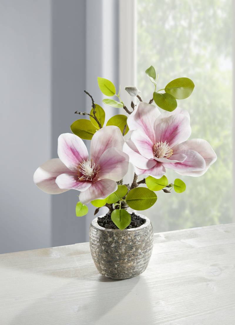 Bezaubernde Magnolie im Topf, Rosa-Grün von BADER