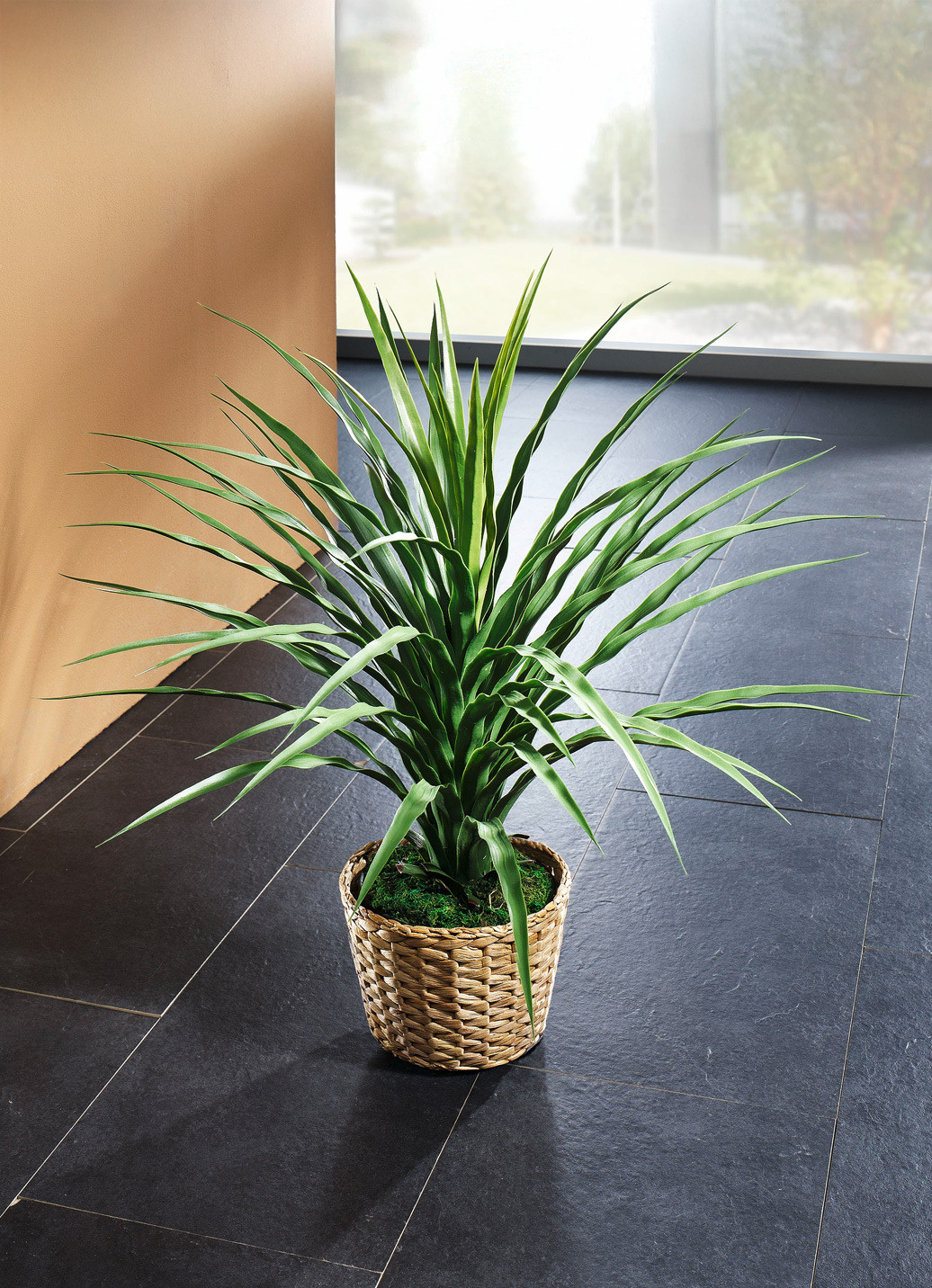 Elefantenfuß im Topf, Grün von BADER