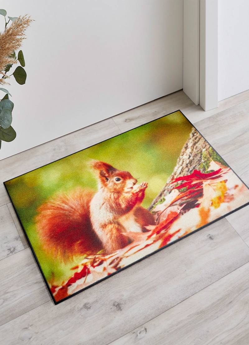 Fußmatte mit Eichhörnchen-Motiv, Bunt Fußmatte mit Eichhörnchen-Motiv, Bunt von BADER
