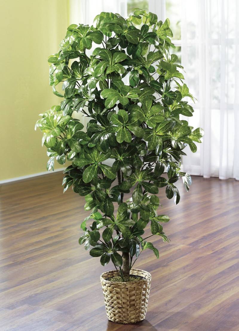 Schefflera im Topf, von BADER