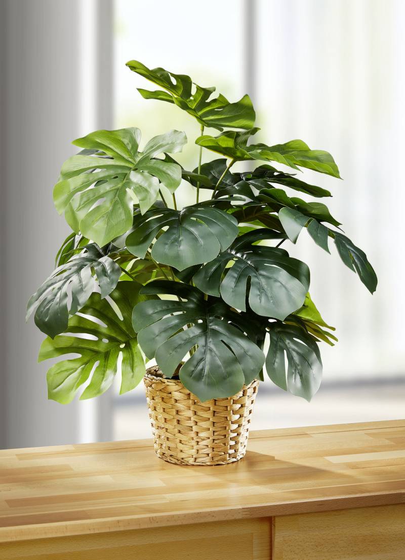 Täuschend echt aussehendes Fensterblatt im Topf, Grün von BADER