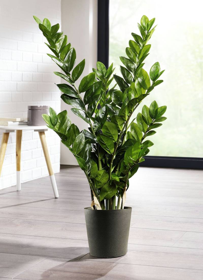 Zamifolia im Topf, Grün von BADER