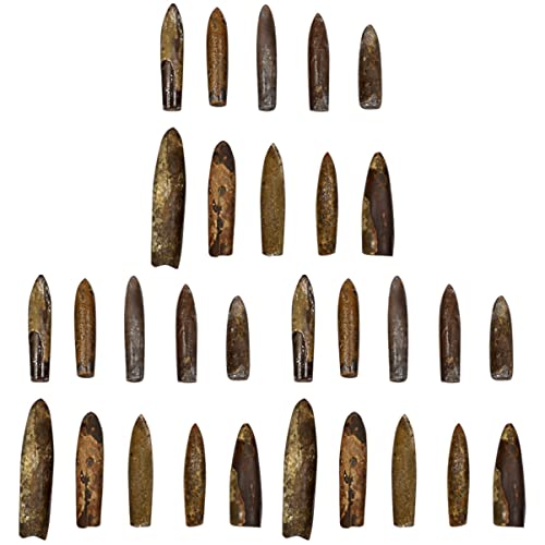 Baluue 3stücke Teiliges Belemnit- Für Palaeo- Tierwissenschaft Lehrmaterial Für Unterricht Und Sammler Fördert Das Interesse An Paläontologie Und Naturwissenschaften von Baluue