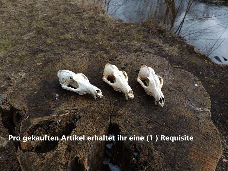Larp Schädel Requisite - Fuchsschädel von BestinSlotLARP