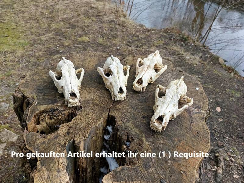 Larp Schädel Requisite - Wolfsschädel von BestinSlotLARP