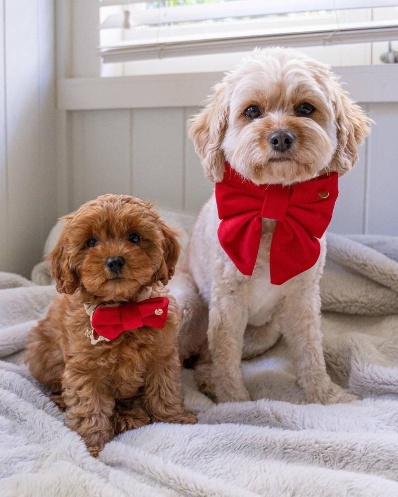 Hunde Fliege // Halsband Rot Weihnachten Hunde Fliege // Halsband Rot Weihnachten von BilliesBowAU