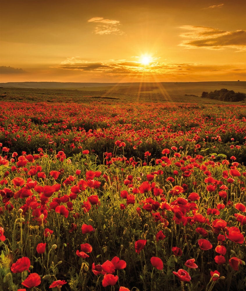 Bönninghoff Leinwandbild Bilder vom Sonnenuntergang & -aufgang  Blumen  Blumenbilder  Blumenwiese  Landschaft  Landschaften  Natur  Sonnenaufgang  Sonnenaufgang & -untergang  Wiesen & Baumbilder  Wiesen & Bäume 1 Stk. tlg. von Bönninghoff