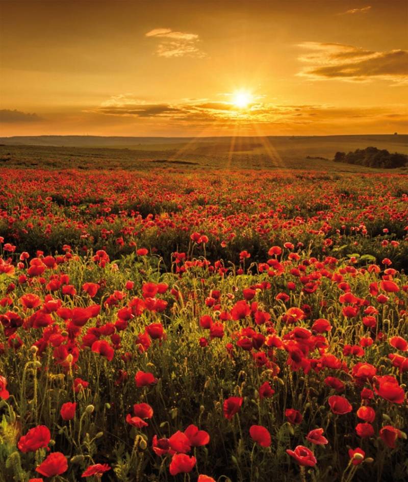 Bönninghoff Leinwandbild Bilder vom Sonnenuntergang & -aufgang  Blumen  Blumenbilder  Blumenwiese  Landschaft  Landschaften  Natur  Sonnenaufgang  Sonnenaufgang & -untergang  Wiesen & Baumbilder  Wiesen & Bäume 1 Stk. tlg. von Bönninghoff