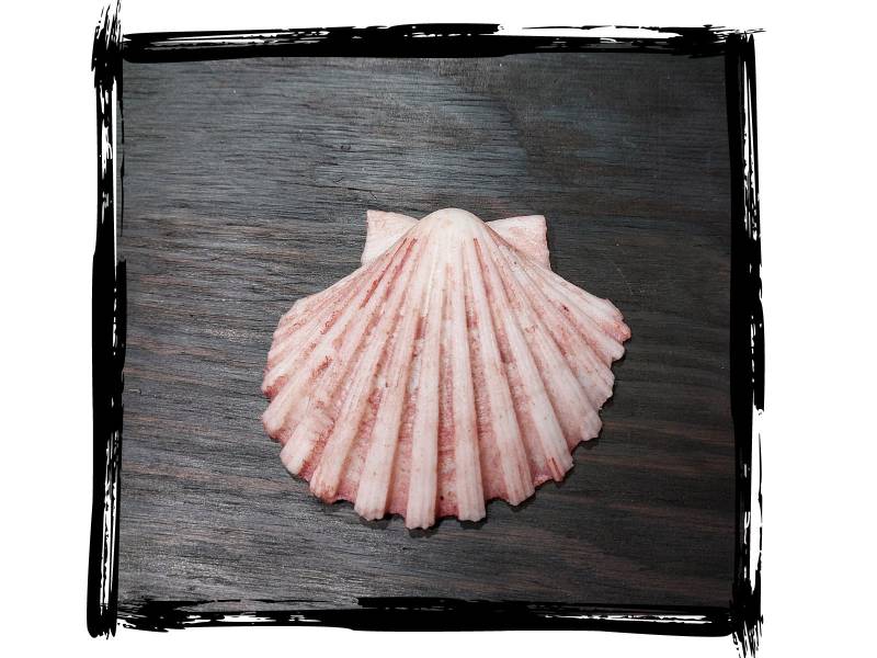 Seashell | Larp, Cosplay, Film Foam Prop von BoneForgeAustria