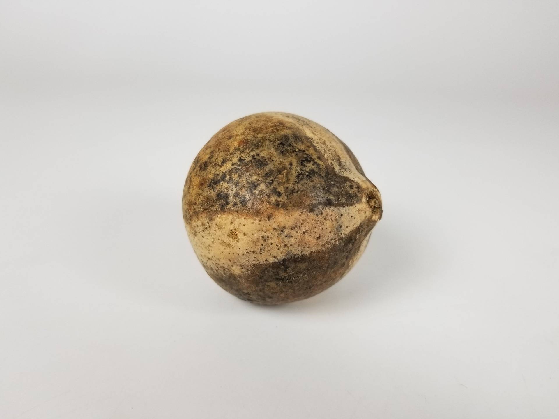 Bellani Kürbis Gestreift Natürlich 10 Balls-Schüssel-Füller-Vasenfüller Bellani Kürbis Gestreift Natürlich 10 Balls-Schüssel-Füller-Vasenfüller von BotanicalMelange