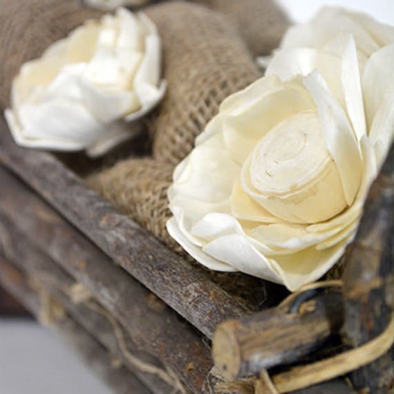 Sola Camellia(Kamal-12 Stück Sola Camellia(Kamal-12 Stück von BotanicalMelange