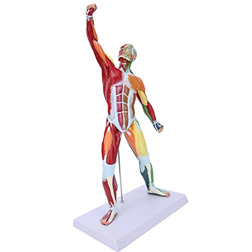 Modell des Menschlichen Anatomie, Menschliches Muskelmodell Menschliche Muskeln Modell 50cm Multi -Color -Muskeldodellmodellmodell Struktur Struktur Strukturmodell von Brrnoo