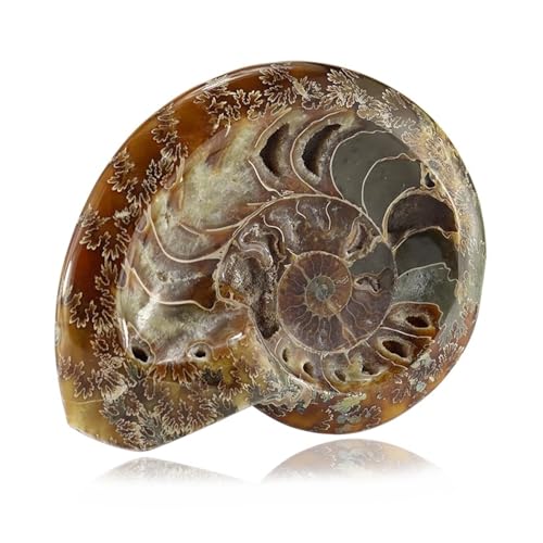 Budawi® Ammonit Schale poliert (Madagaskar) Ammonithälfte, versteinerte Fossilien Ammoniten von Budawi
