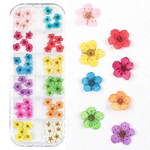 CHANGAR Getrocknete Blumen Nail Art Aufkleber 60 Fünf Blütenblätter 12 Farben Natürliche echte trockene Blume Nail Art Dekoration für 3D Nail Art Acryl UV Gel Tipps (60 Blumen) von CHANGAR