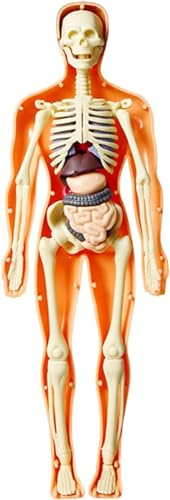 3D-Rumpfmodell des menschlichen Körpers for Kinder, Anatomiemodell, Skelett- und Herzmodelle, abnehmbare Organteile, medizinische anatomische Lehr- und Lernwerkzeuge for innere Organe/135 (Color : B von CROKZ
